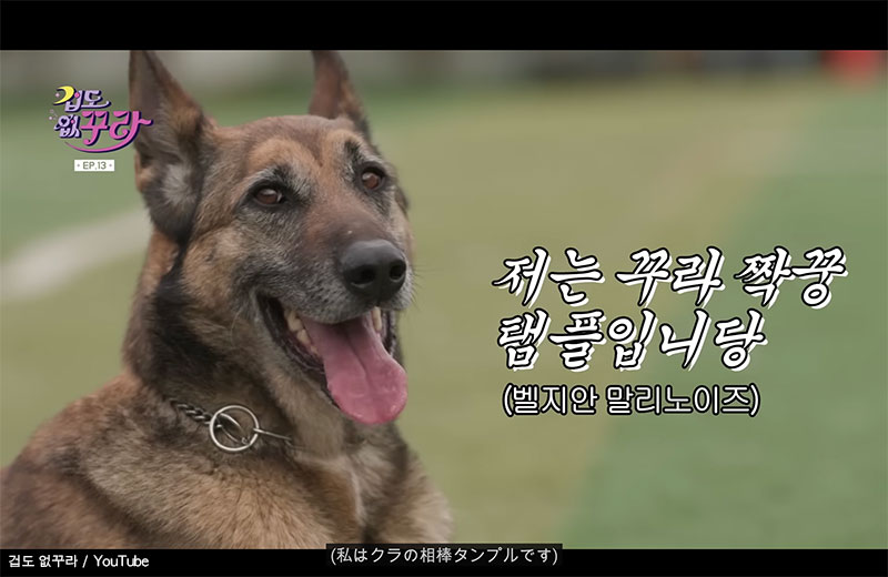 警察犬 タンプル